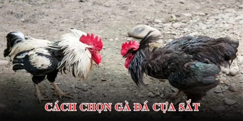 Bật mí chiến lược tham gia cá cược đá gà  hiệu quả cho newbie