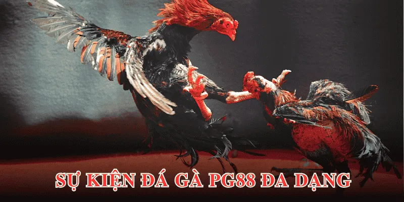 Sự kiện đá gà tại sảnh game diễn ra với đa dạng kèo cược, trận đấu 