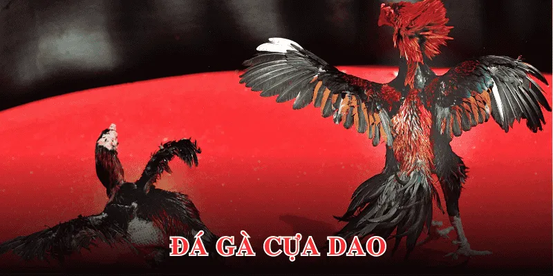 Đá gà cựa dao hấp dẫn nhờ tốc độ thi đấu linh hoạt, nhanh chóng 