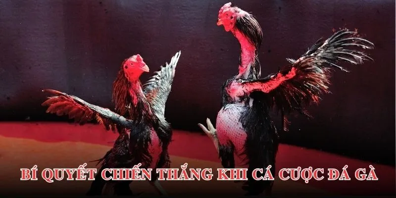 Bí quyết tham gia đặt cược đá gà Ws168 hiệu quả từ chuyên gia